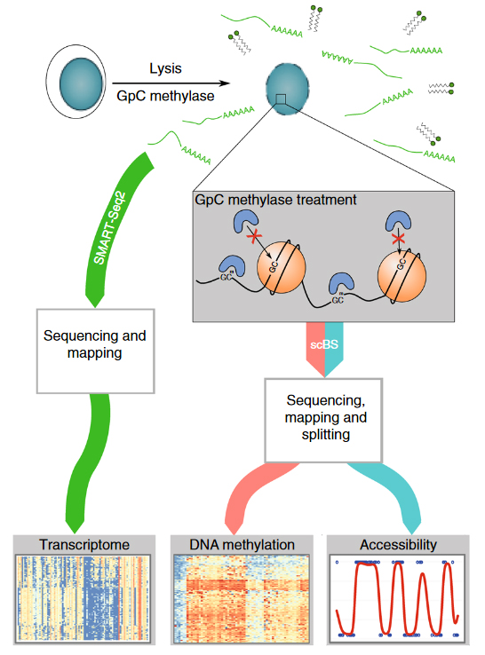Combined mapping of chromatin, methylation and expression in single oocytes