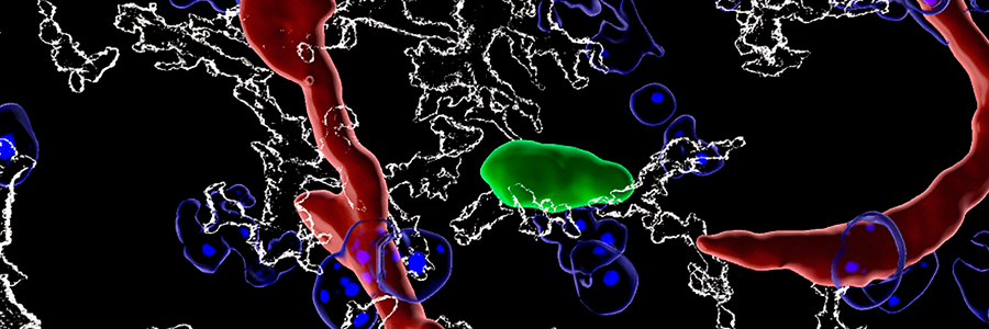 New role for white blood cells in the developing brain