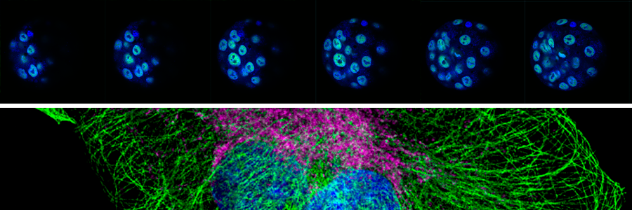 Institute announces new Epigenetics and Signalling research programme leaders