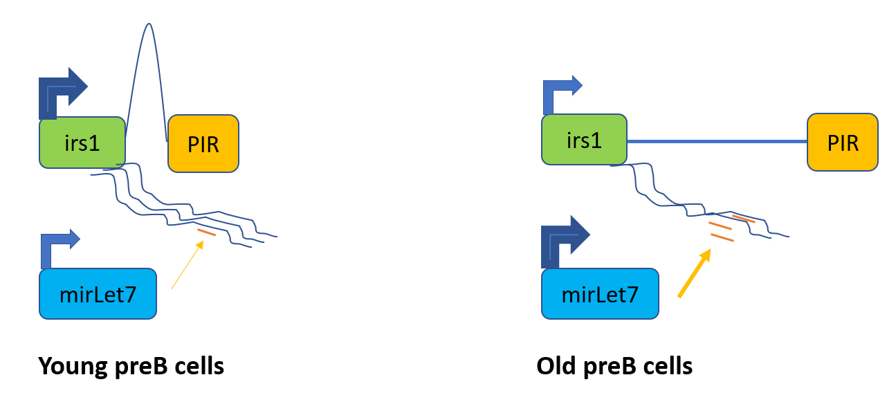 Multilayered downregulation of Igf1r signaling components in ageing B cells