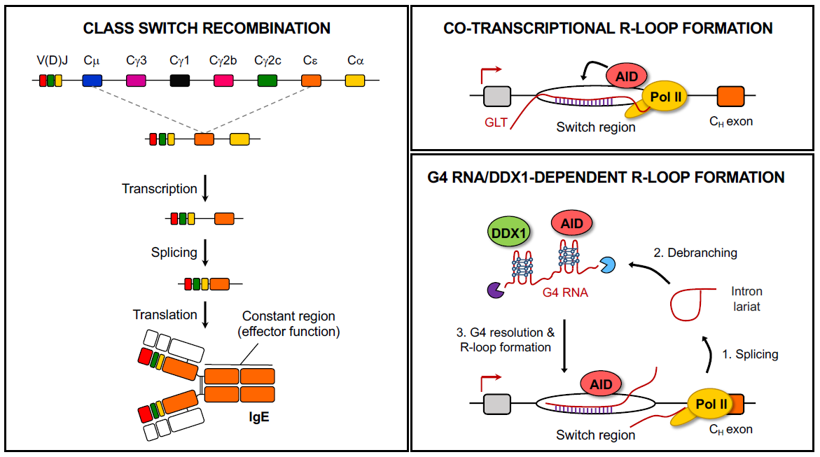 CSR is directed to a particular CH exon by cytokine-induced, non-coding RNA transcription initiated upstream of that exon