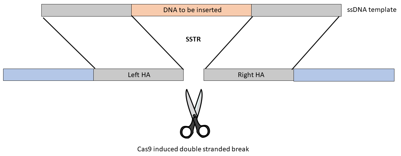 Most recent gene targeting strategies use ssDNA