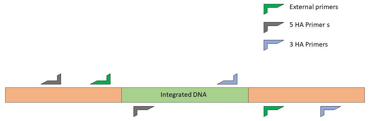 The first genotyping assay should be an external PCR assay