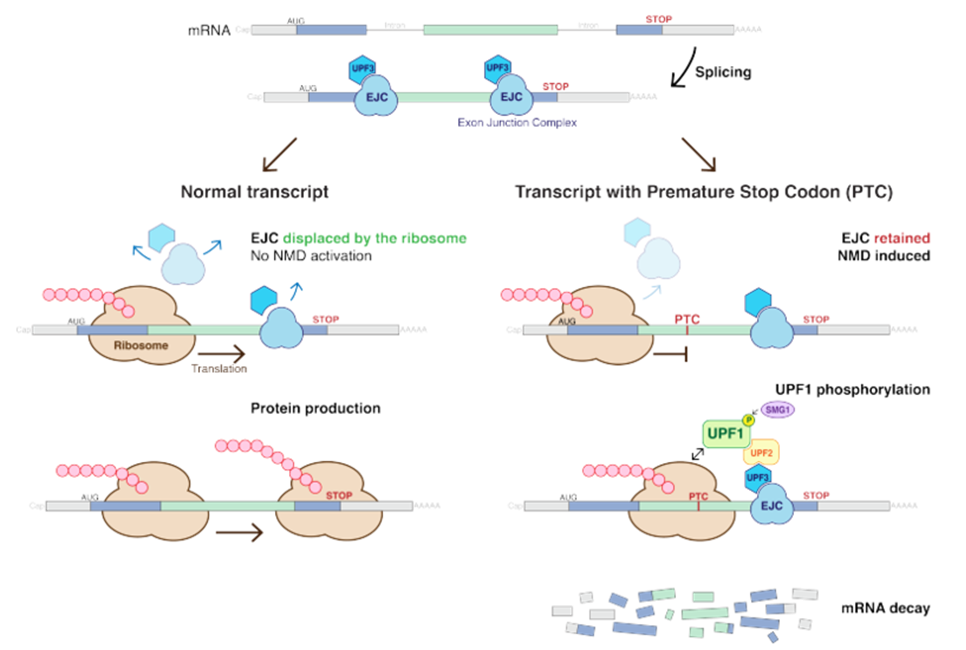 SgRNA can positioned in specific places within a gene 