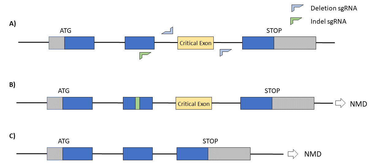 Another way of creating a KO model is by putting indels within a gene