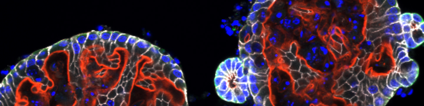 Intestinal organoids header