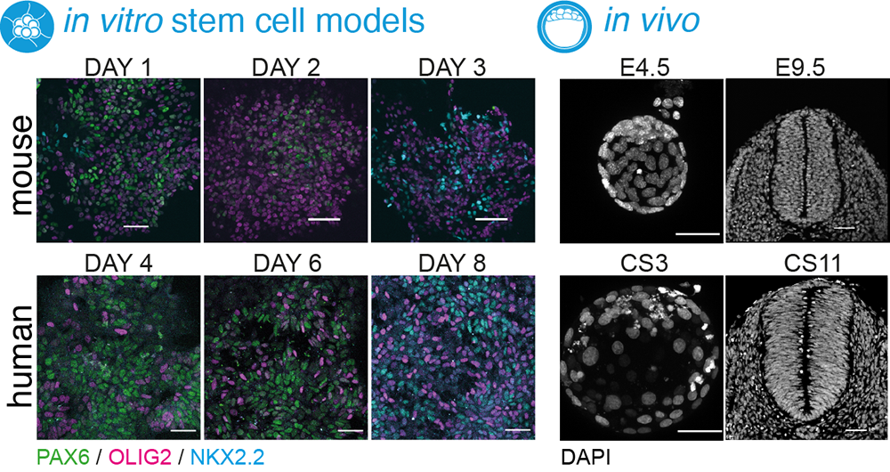 Stem Cell Development