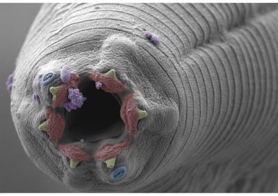 c elegans head taken with scanning electron microscope