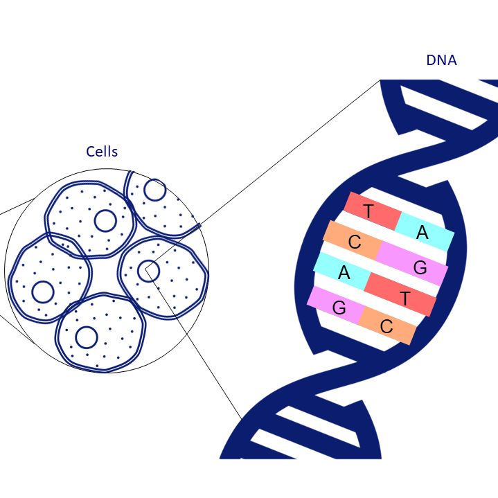 An illustration of a small collection of animal cells. Next to this is a close up image of DNA, showing the double helix structure and the four base pairs A, C, G and T.