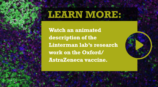 Button to watch video of Linterman research