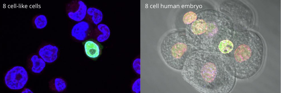New stem cell population provides a new way to study the awakening of the human genome