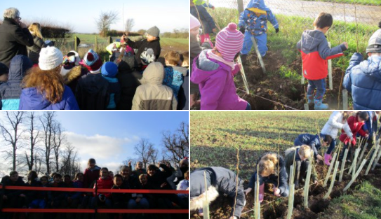 Tree planting