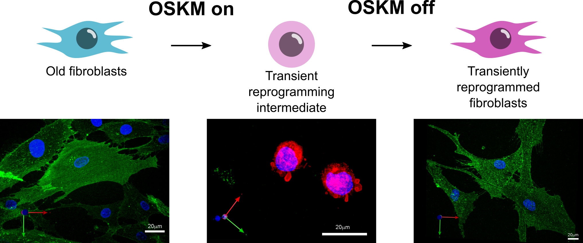 How cell shape changes through transient reprogramming