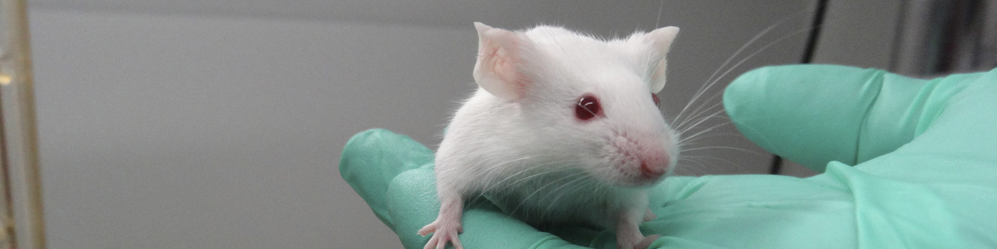 The need for animal research