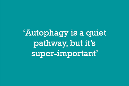 Autophagy is a quiet pathway