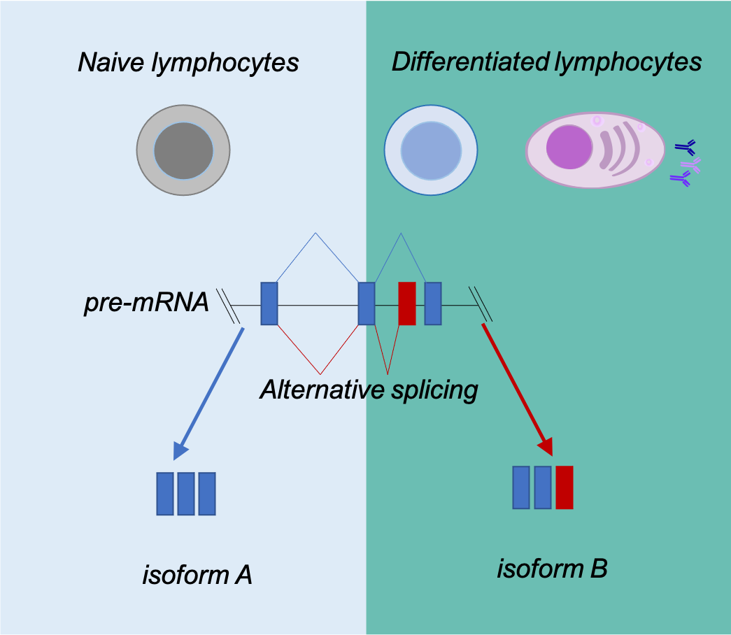 Alternative isoform use of genes in during lymphocyte differentiation