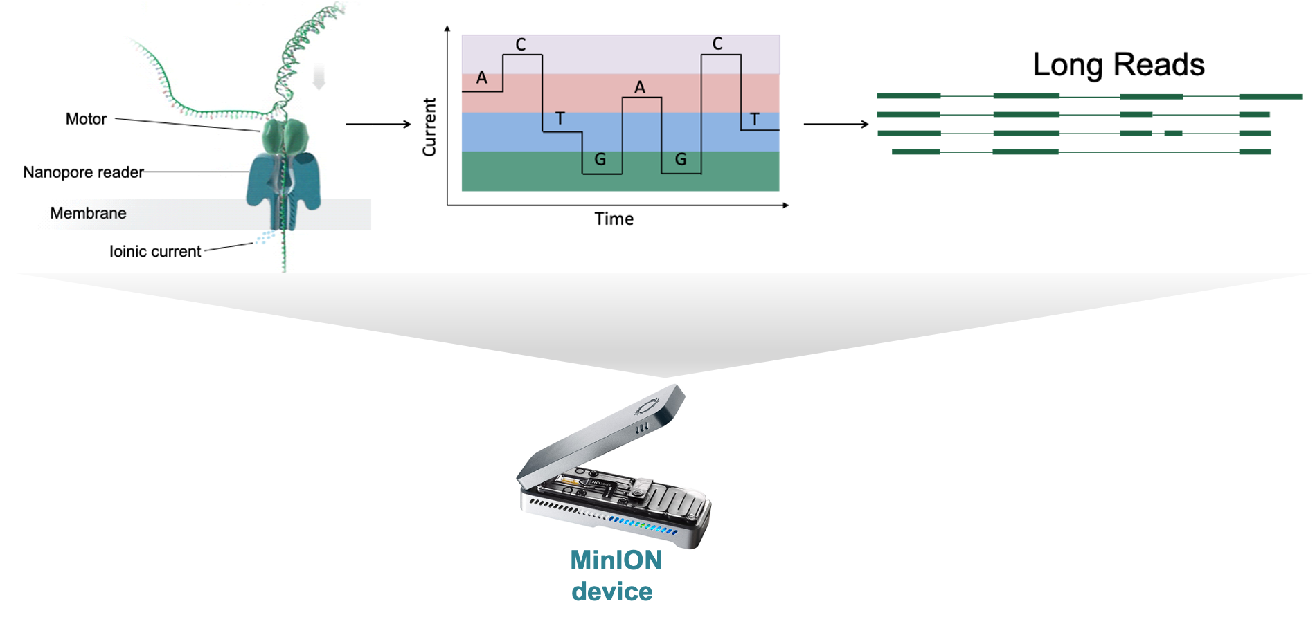The working principle of the nanopore sequencing device