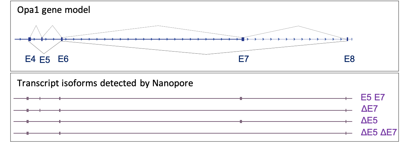 Opa1 AS variants were detected by nanopore reads. Each transcript isoform was detected by individual nanopore reads for included exons (E5 E7) and skipped exons (ΔE7, ΔE5 and ΔE5 ΔE7).