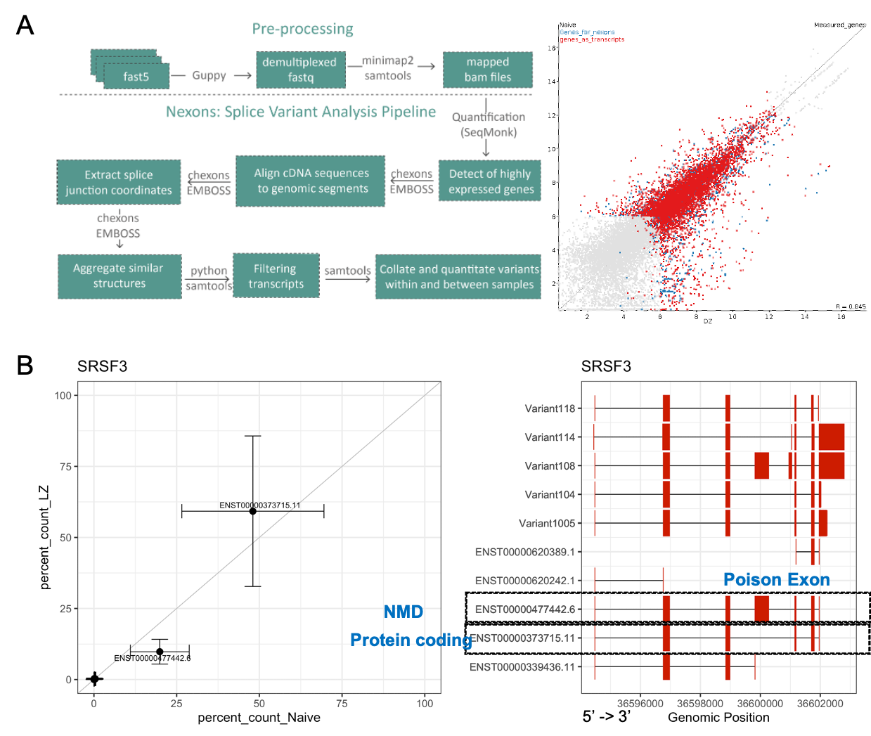 Nexons results show the alternative isoform regulation of SRSF3 gene in human germinal centre B cells. This figure shows how Nexons is used, A is the overview of the method, and B shows the output.