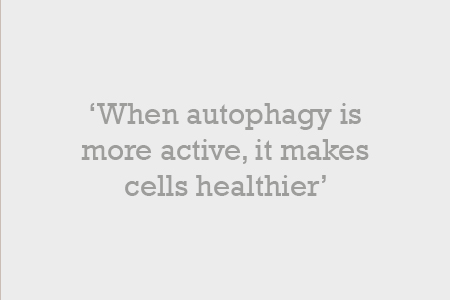 When autophagy is more active, it makes cells healthier