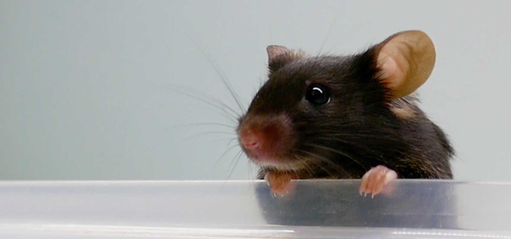 Black mouse peering over the top of container