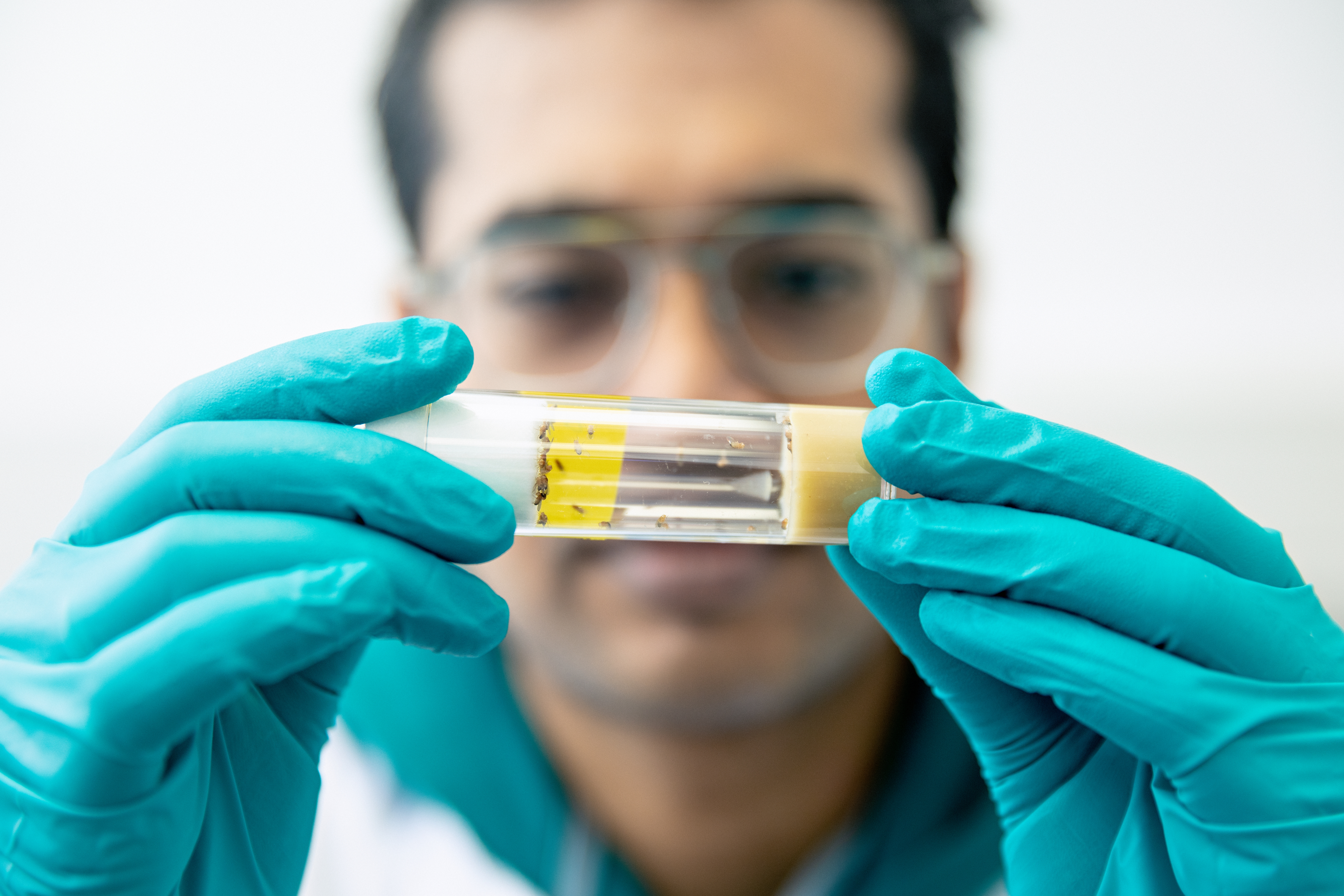 Researcher holding up tube containing fruit flies