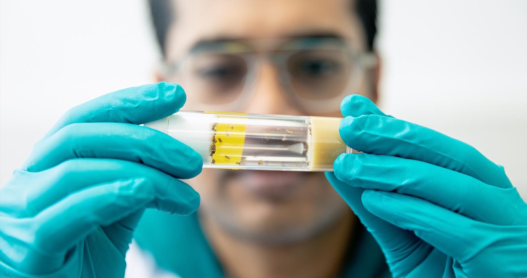 Researcher holding up tube containing fruit flies