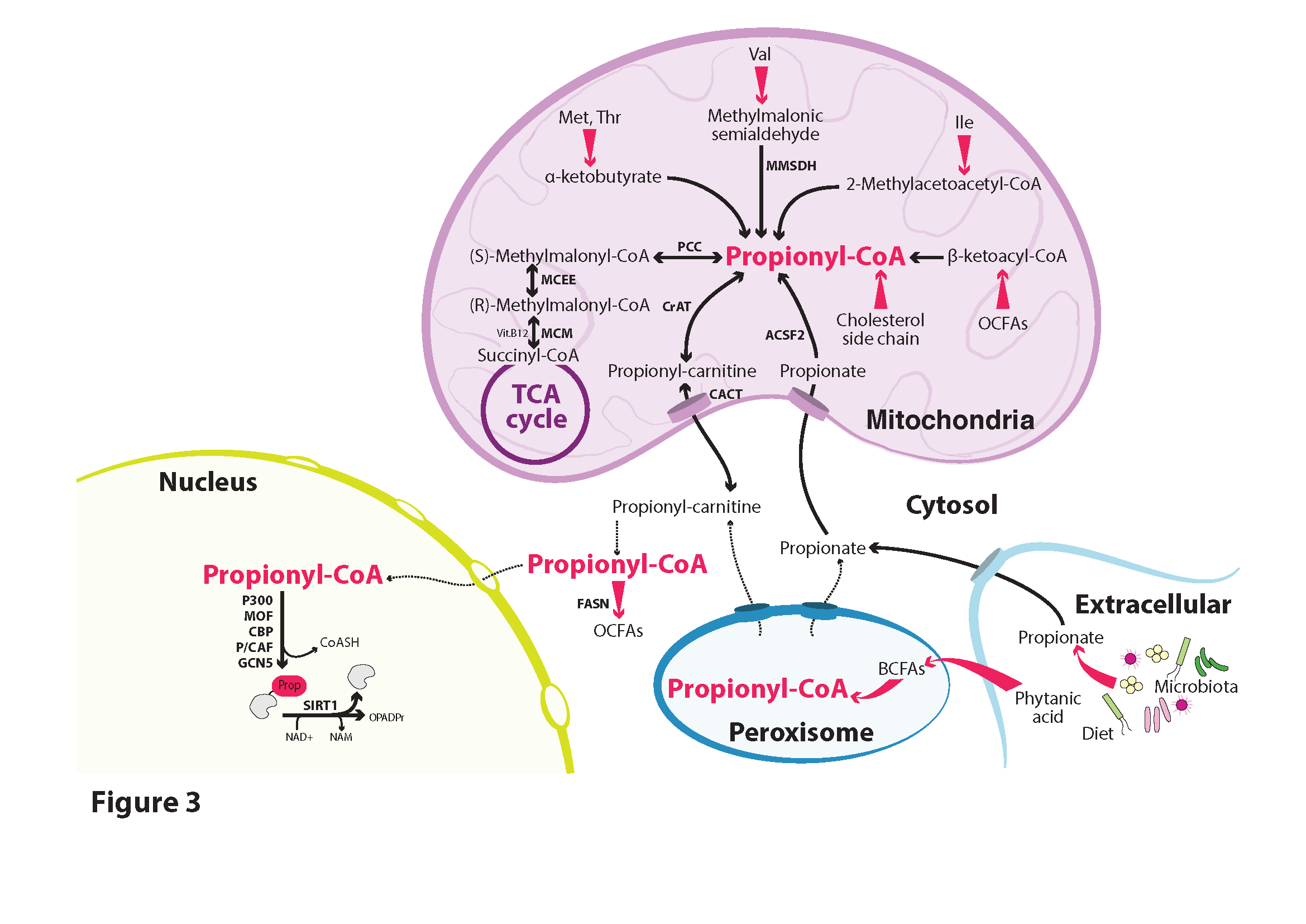 The potential roles of propionyl-CoA and histone propionylation 