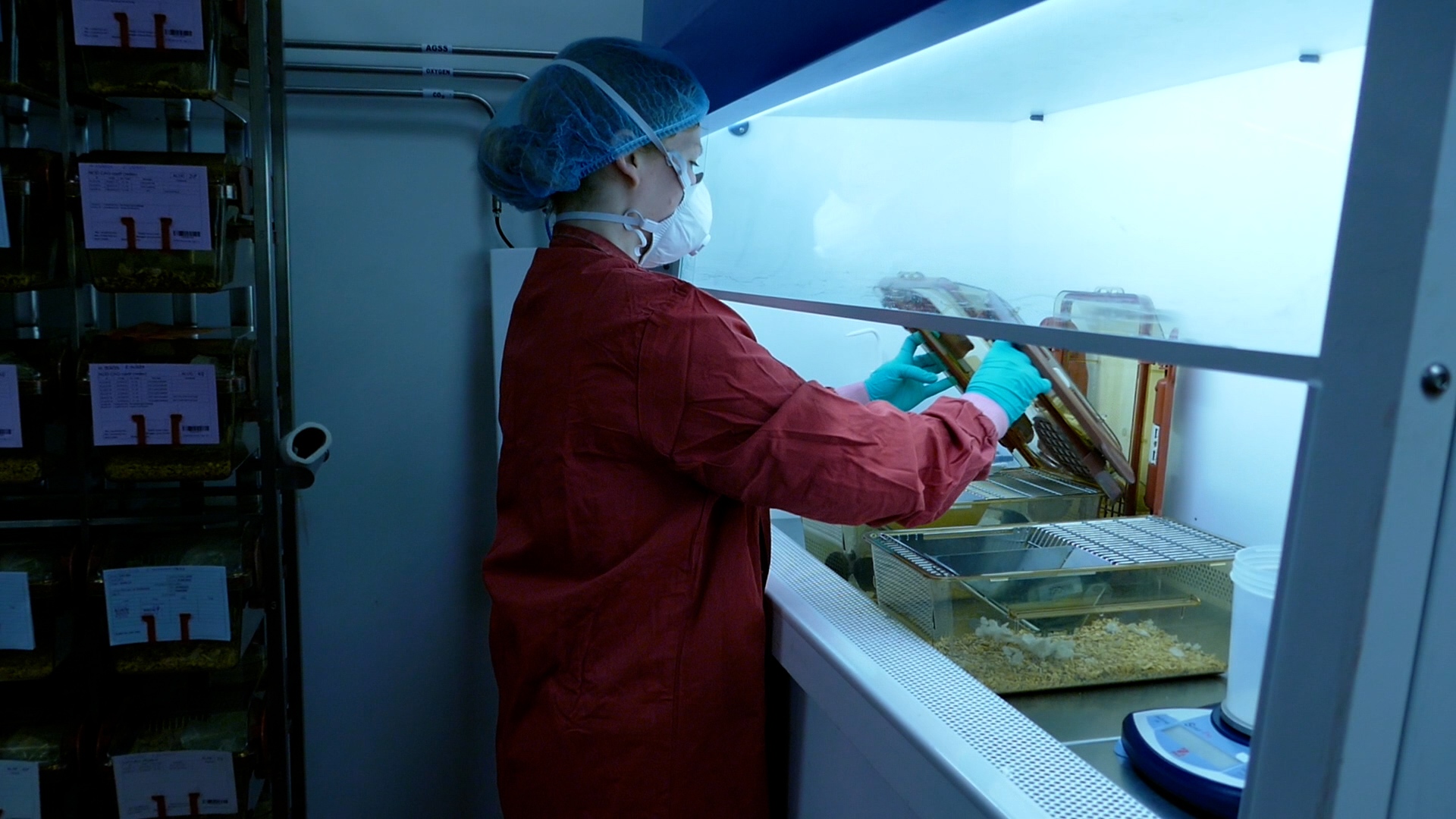 Animal technician working in Class II Microbiological Safety Cabinet