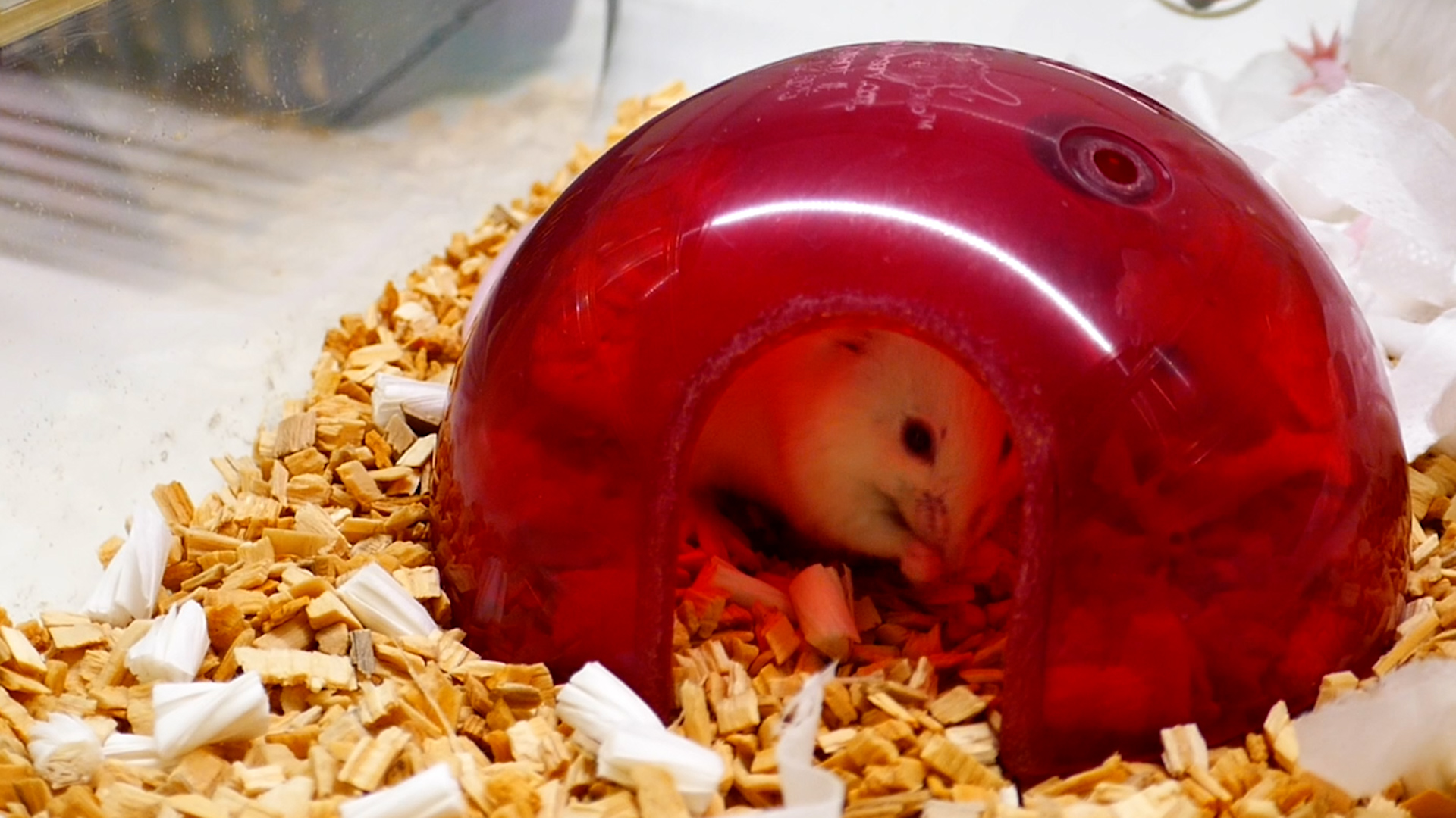 Mouse grooming itself in a red igloo