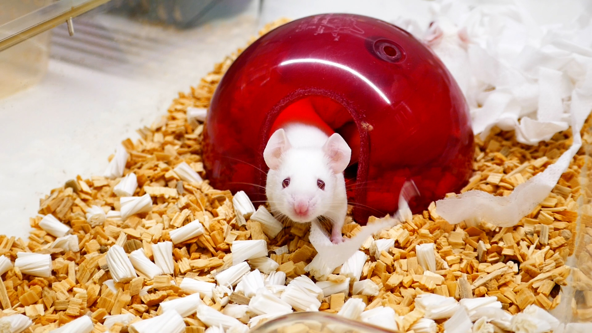 animal testing on rats and mice