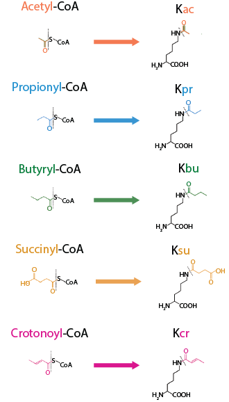Post-translational protein modifications
