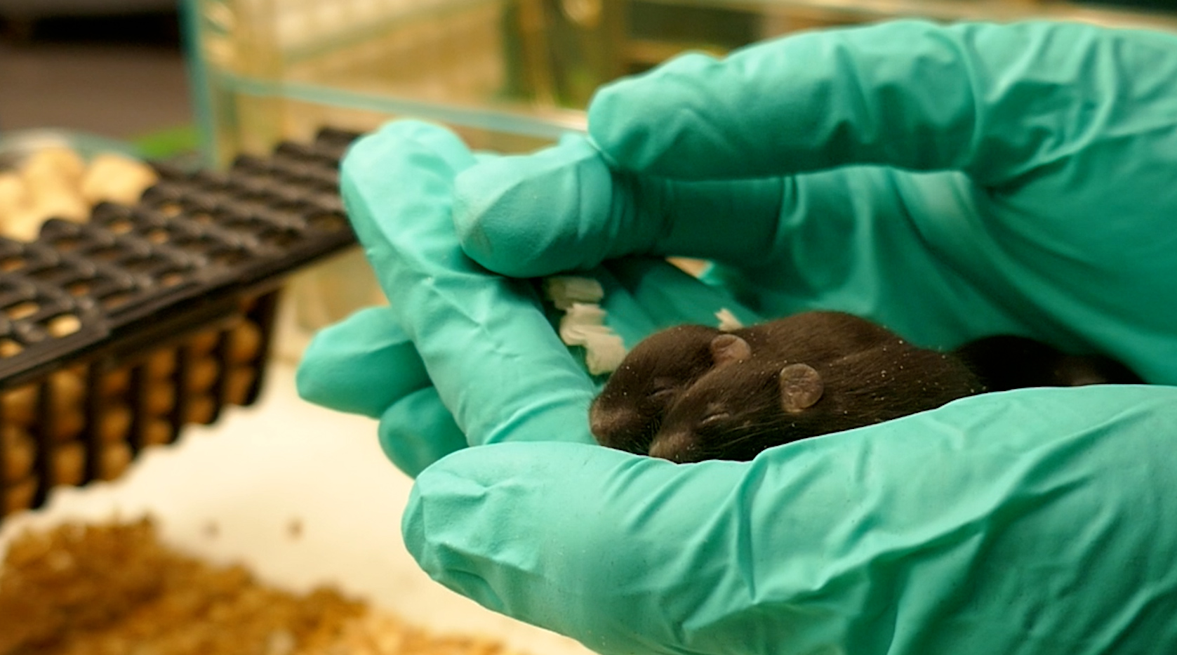 Mouse pups being held using cupping technique
