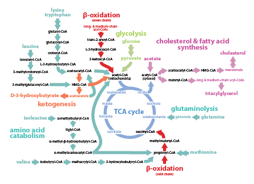 TCA Cycle