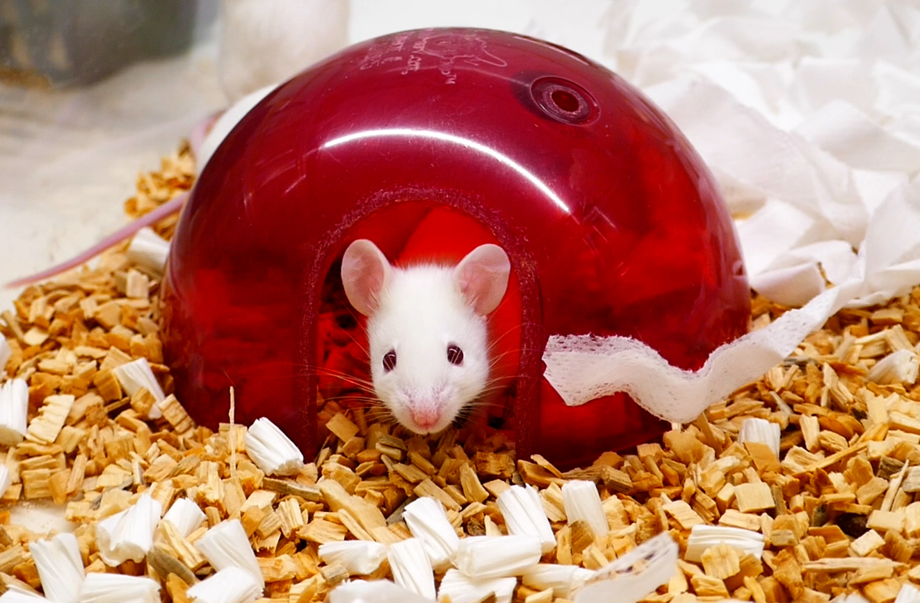 White mouse in red igloo with bedding