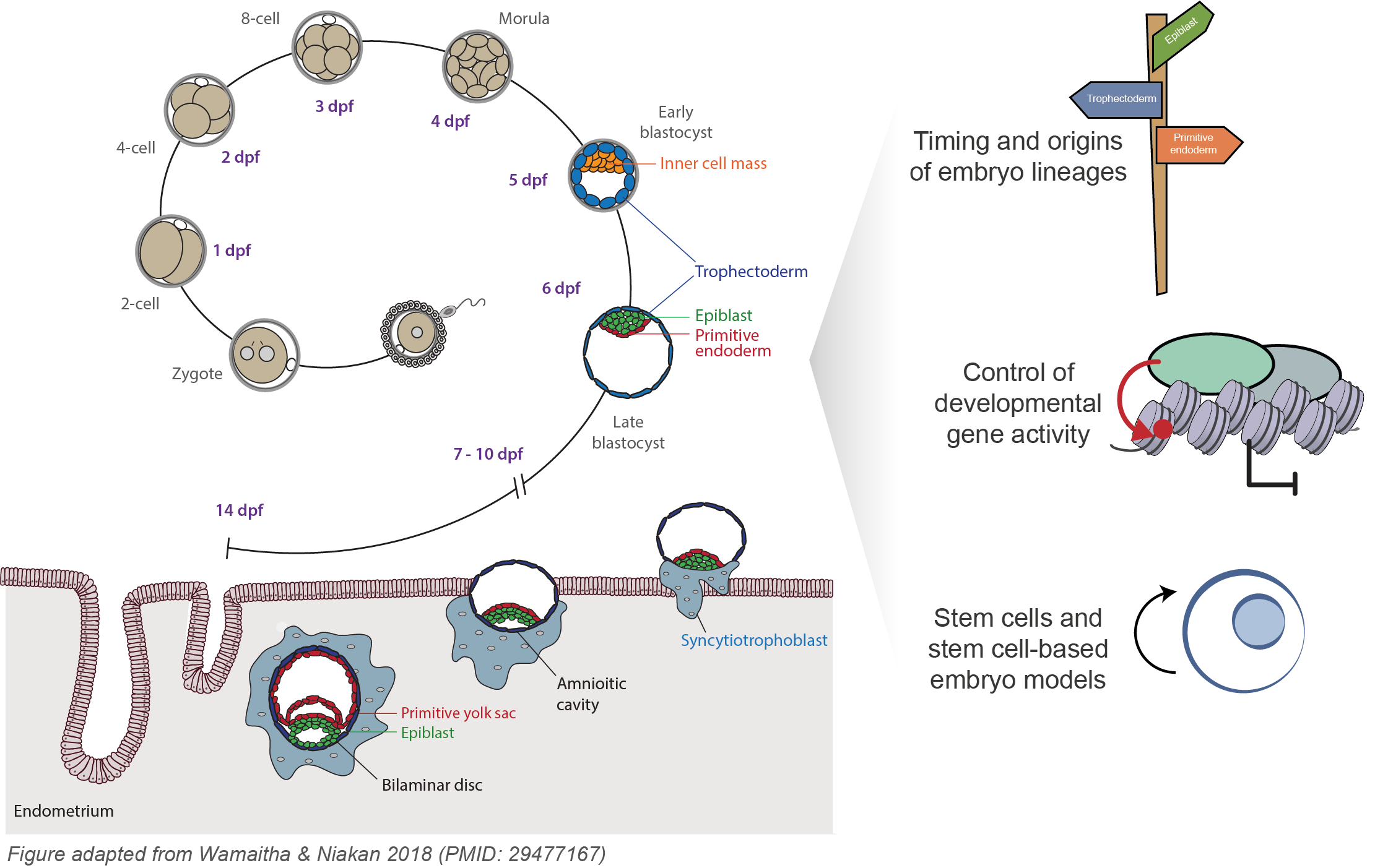 Pluripotent epiblast cells in the human embryo