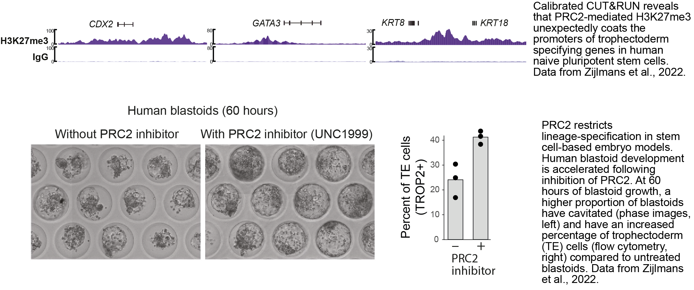 chromatin regulators are pivotal mediators of the earliest lineage specification events