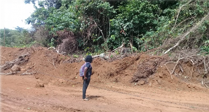Deforested land cleared to create a road in Cameroon