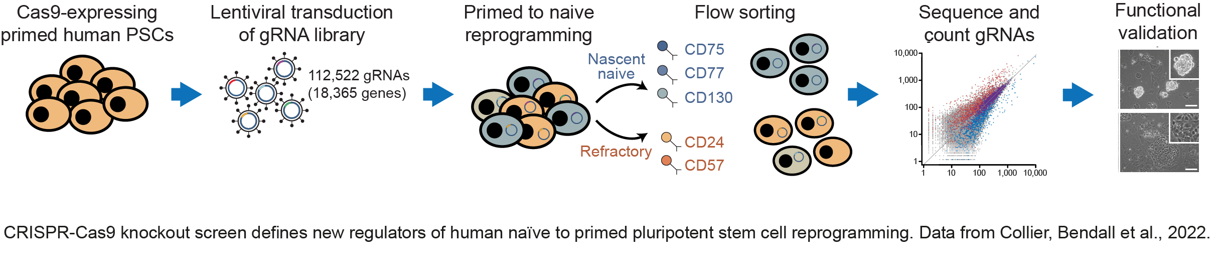 factors that control the transitions between human pluripotent states
