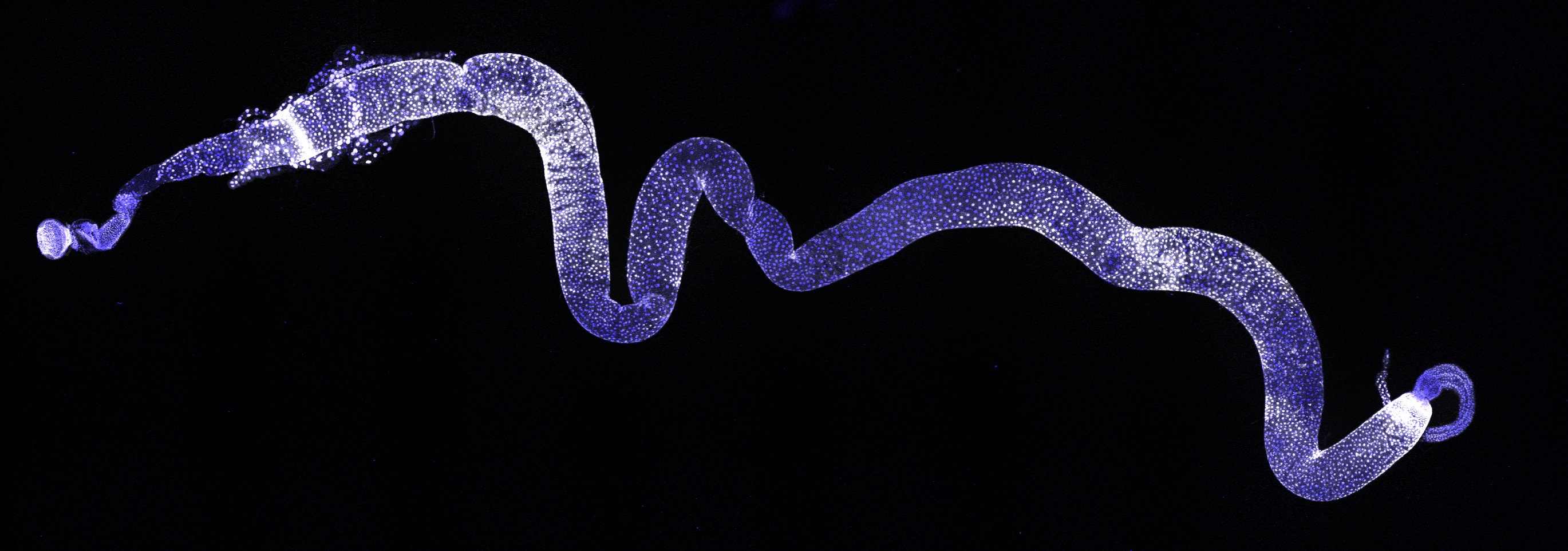 Image of a drosophila gut, a long winding squiggle made up of blue and white dots. 