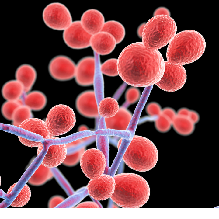 Illustrative image of the fungus Candida albicans