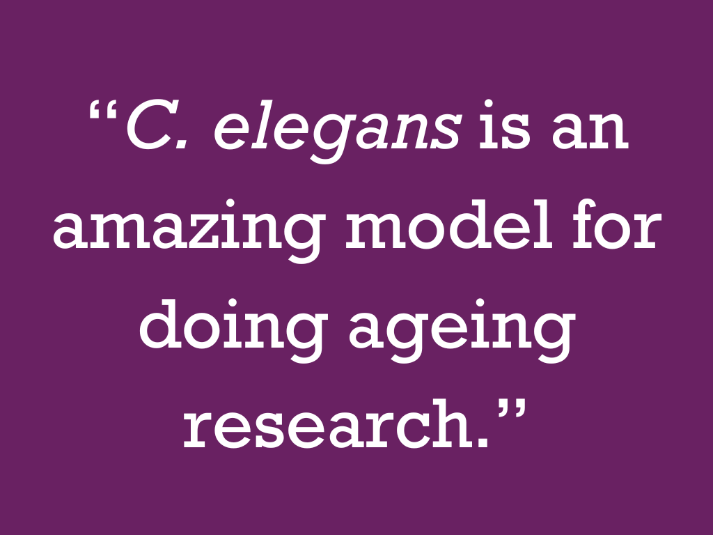 “C. elegans is an amazing model for doing ageing research.”