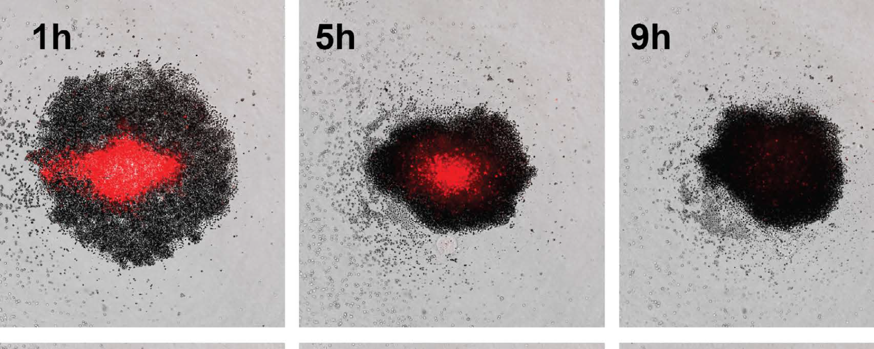 A series of time-lapse images showing T cells killing tumour cells (shown in red).