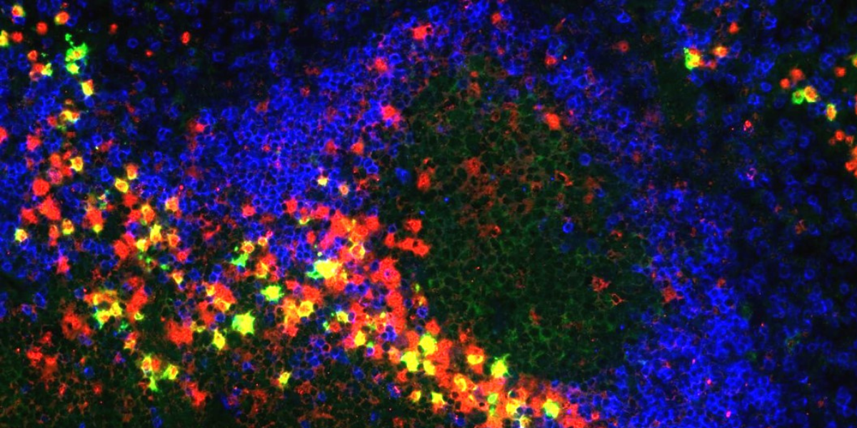 Professor Kai-Michael Toellner joins the Immunology programme as a senior group leader