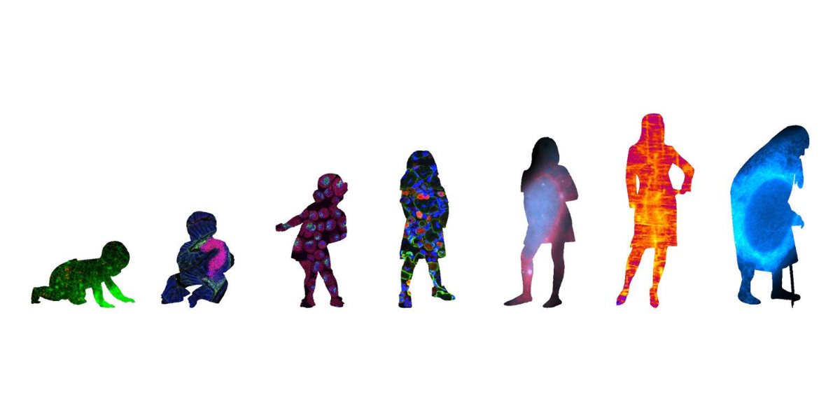 Ageing gracefully: Unveiling nine of the hallmarks of ageing