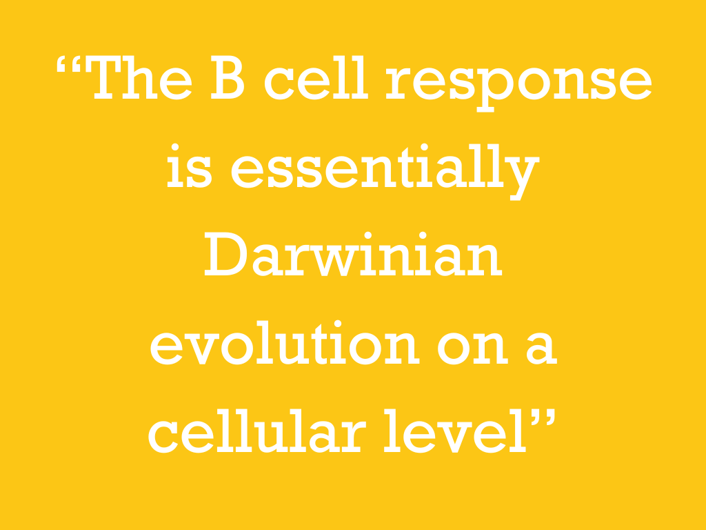 White text on a yellow background, reading: “The B cell response is essentially Darwinian evolution on a cellular level.”