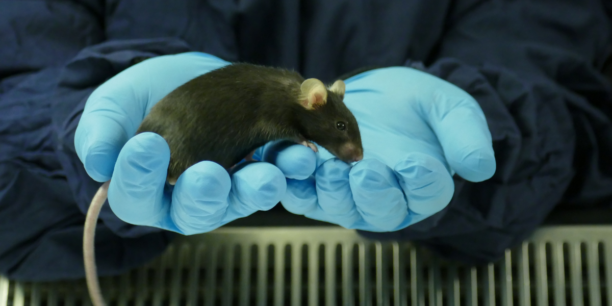 Institute’s Leader in Openness status retained for transparency around animal research