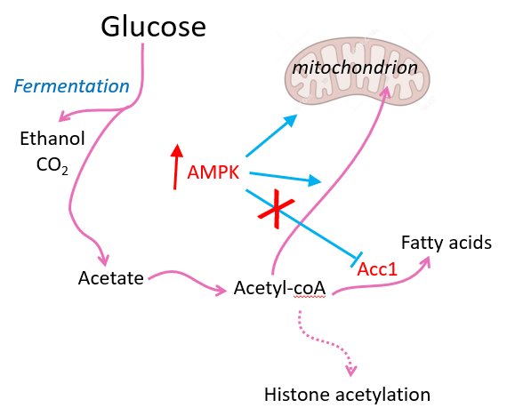 a2a metabolism
