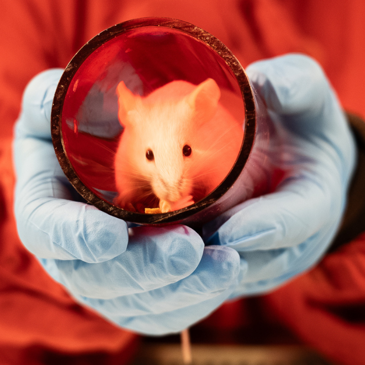 White mouse in a Perspex tube, held in gloved hands by an animal technician