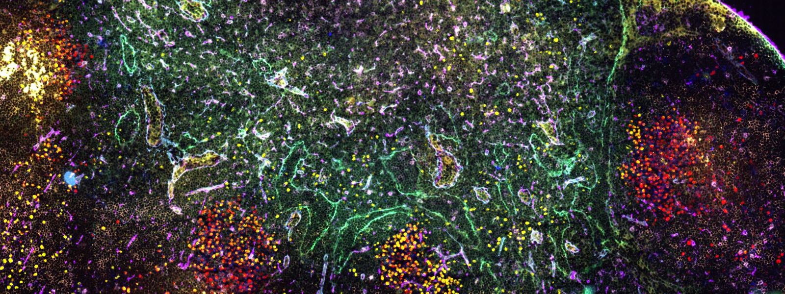 Section of a lymph node from a mouse, with 25 different cellular markers used to identify different cells types in special structures called germinal centres. 